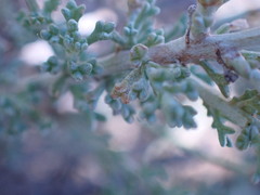 Pentzia incana