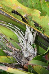 Tillandsia flexuosa