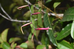 Tillandsia flexuosa