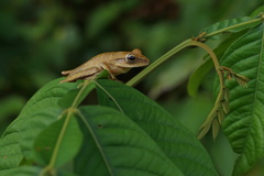 Boana multifasciata