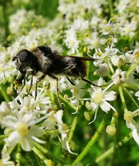 Cheilosia illustrata