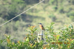 Monticola rupestris