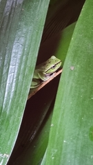 Ranoidea phyllochroa