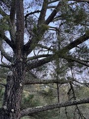 Pinus radiata