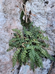 Asplenium fontanum