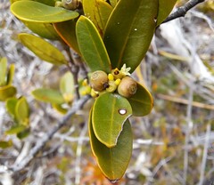 Gynochthodes myrtifolia