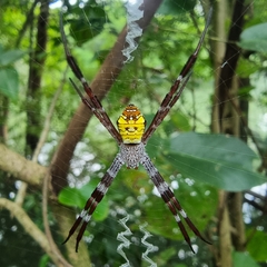 Argiope mangal
