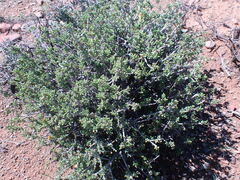 Senecio acutifolius