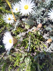 Helichrysum retortum