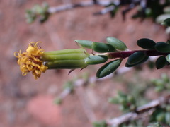 Senecio acutifolius
