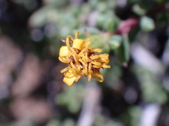 Senecio acutifolius