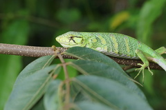 Polychrus marmoratus