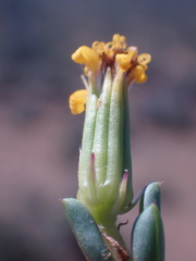 Senecio acutifolius