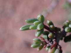 Senecio acutifolius