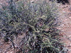 Eriocephalus ericoides