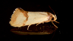 Olbonoma disticta