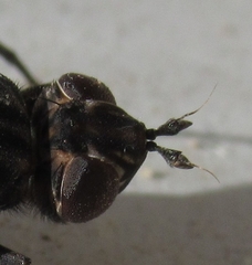 Pyrgotidae