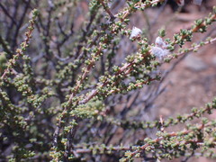 Eriocephalus ericoides