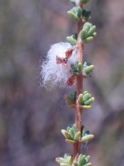 Eriocephalus ericoides