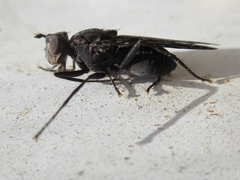 Pyrgotidae