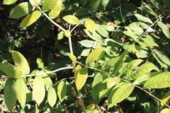 Wrightia tinctoria