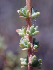 Eriocephalus ericoides