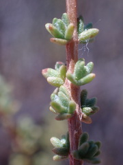 Eriocephalus ericoides