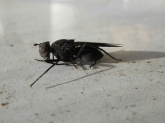 Pyrgotidae
