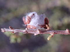 Eriocephalus ericoides