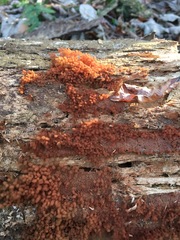 Hydropisphaera peziza