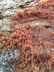 Hydropisphaera peziza