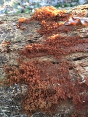 Hydropisphaera peziza