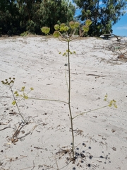 Annesorhiza macrocarpa