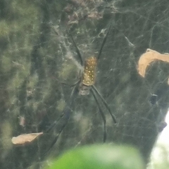 Trichonephila antipodiana