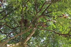Adenanthera pavonina