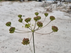 Annesorhiza macrocarpa