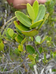 Gynochthodes myrtifolia