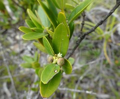 Gynochthodes myrtifolia