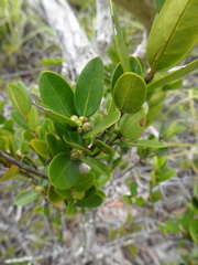 Gynochthodes myrtifolia