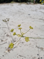 Annesorhiza macrocarpa