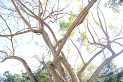 Jacaranda mimosifolia