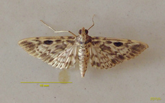 Rhimphaliodes macrostigma