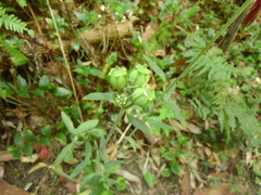 Alstroemeria psittacina