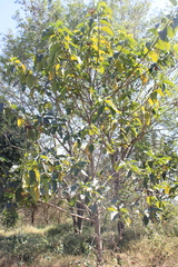 Neolamarckia cadamba