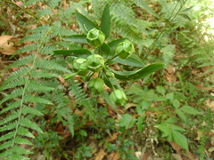 Alstroemeria psittacina