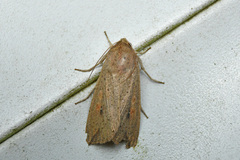 Mythimna convecta