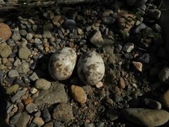 Caprimulgus europaeus