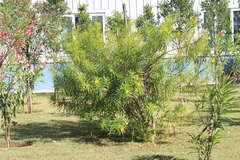 Cascabela thevetia