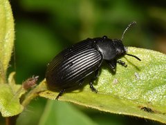Heterotarsus