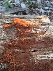 Hydropisphaera peziza